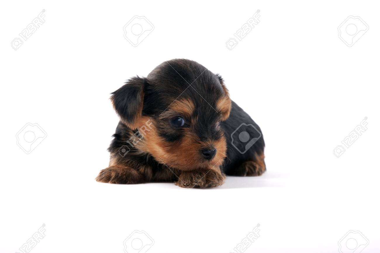 Yorkshire Terrier Stock Photo Picture And Royalty Free Image Image 1112