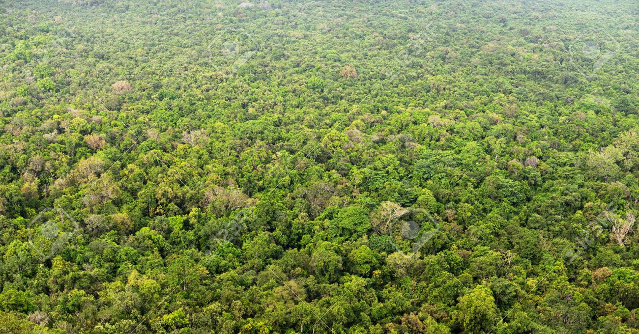 Jungle View From Above Top View Of Forest Stock Photo Picture And Royalty Free Image Image