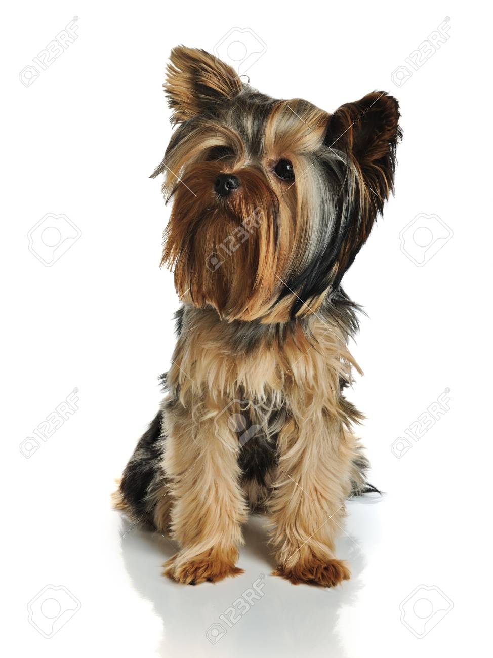 A Yorkshire Terrier Stock Photo Picture And Royalty Free Image Image