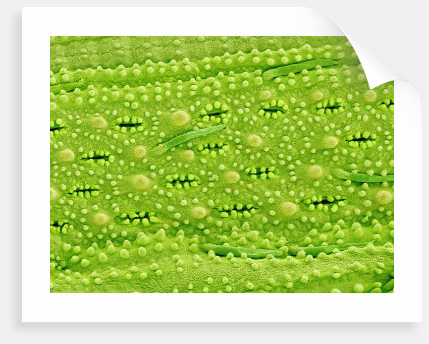 Stomata on Rice Plant Leaf posters & prints by Corbis