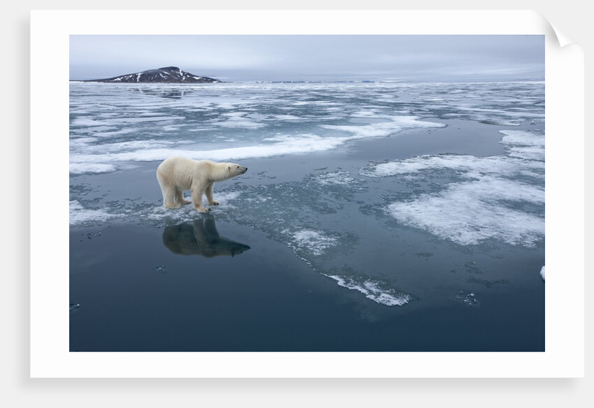 Polar Bear standing at edge of melting ice by Corbis