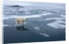 Polar Bear standing at edge of melting ice by Corbis