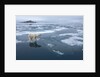 Polar Bear standing at edge of melting ice by Corbis