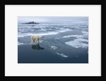 Polar Bear standing at edge of melting ice by Corbis