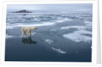 Polar Bear standing at edge of melting ice by Corbis