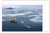 Polar Bear standing at edge of melting ice by Corbis