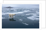 Polar Bear standing at edge of melting ice by Corbis