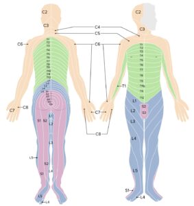 Printable Le Dermatome Map_26641