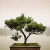 Bonsai on Lake