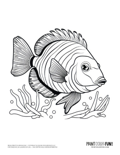 Tropical fish coloring page clipart from PrintColorFun com (02)