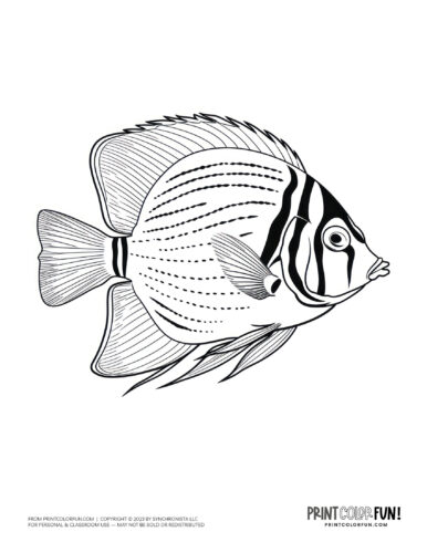 Tropical fish coloring page clipart from PrintColorFun com (09)