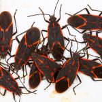 Boxelder bugs