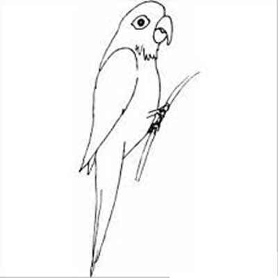 Parrot Coloring Page