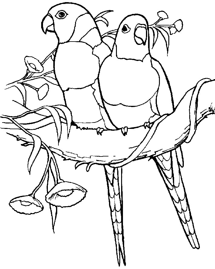 Parrot Coloring Pages Free