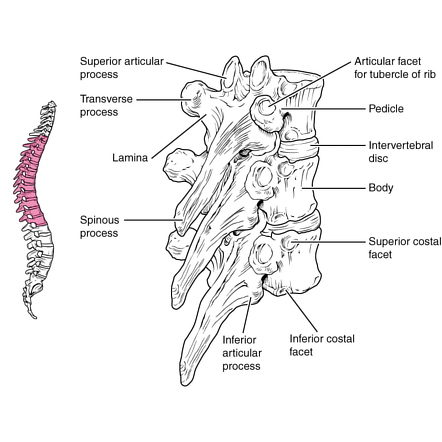 Typical Thoracic Vertebrae