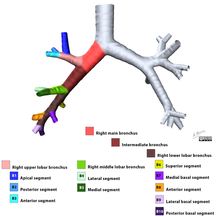 Lung Segmental Anatomy - Anatomy Reading Source