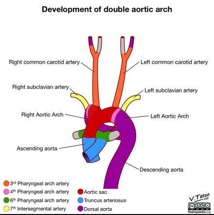 Aorta Anatomy