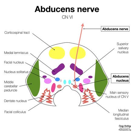 Abducens nerve | Radiology Reference Article | Radiopaedia.org