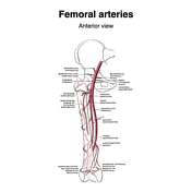 Femoral artery | Radiology Reference Article | Radiopaedia.org