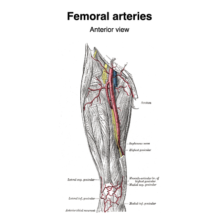 Femoral artery | Radiology Reference Article | Radiopaedia.org