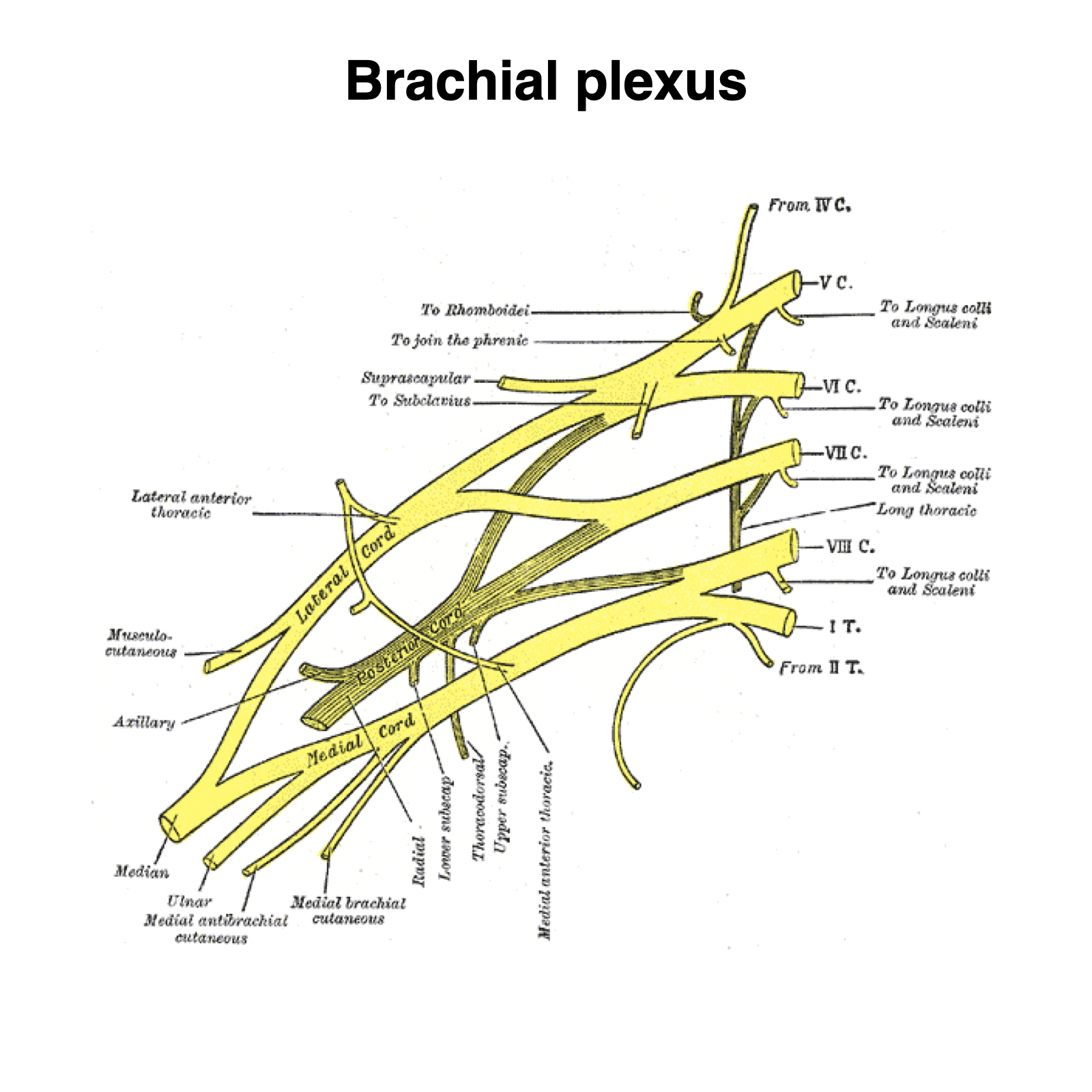 Image | Radiopaedia.org