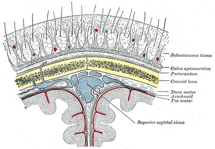 Scalp | Radiology Reference Article | Radiopaedia.org