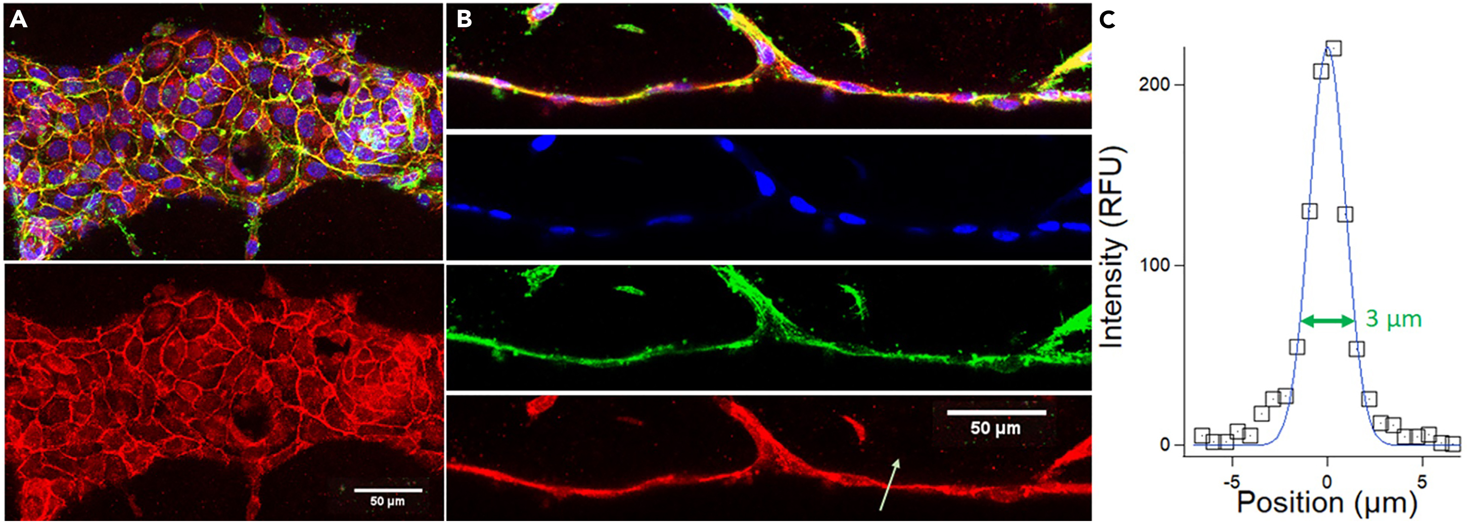 Cell Press: STAR Protocols