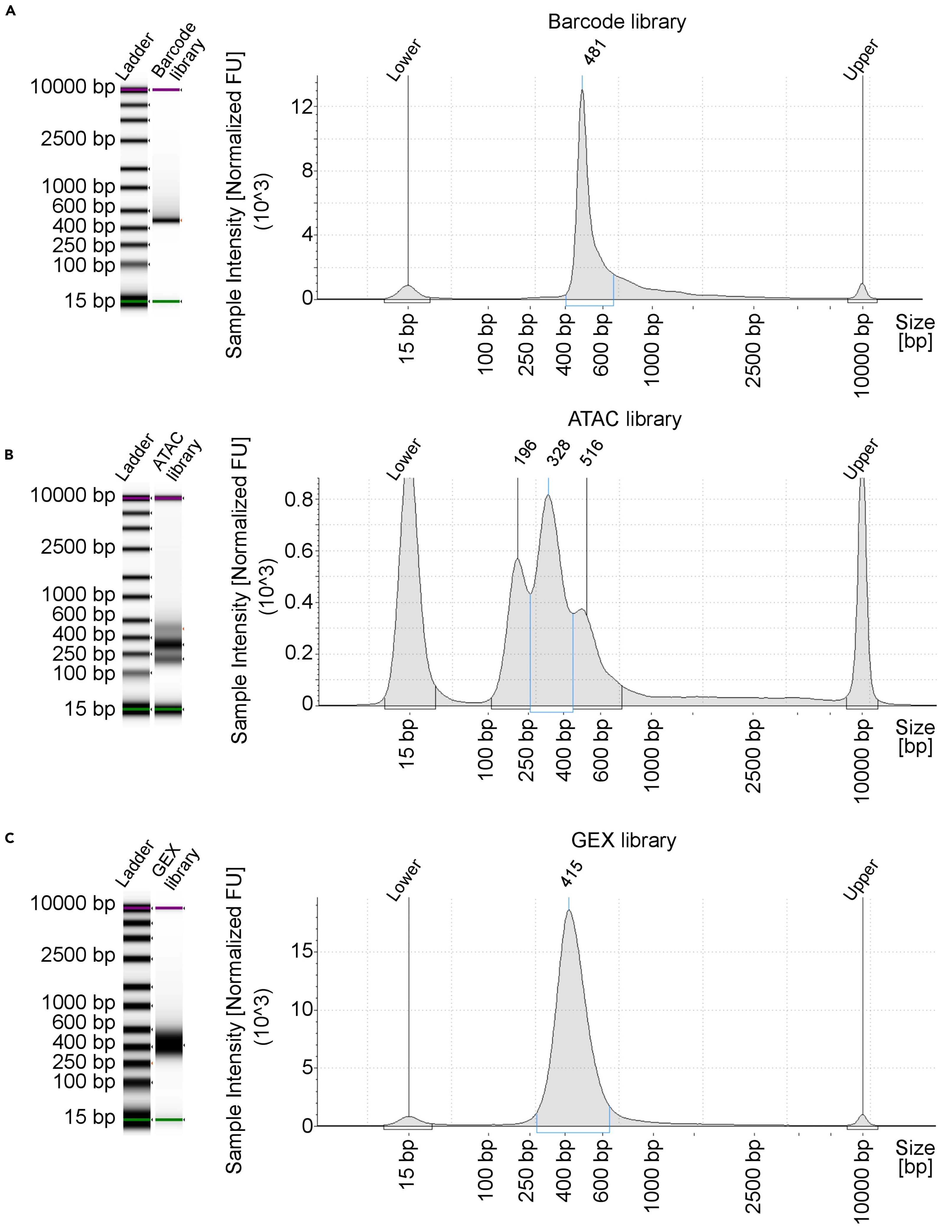 Cell Press: STAR Protocols