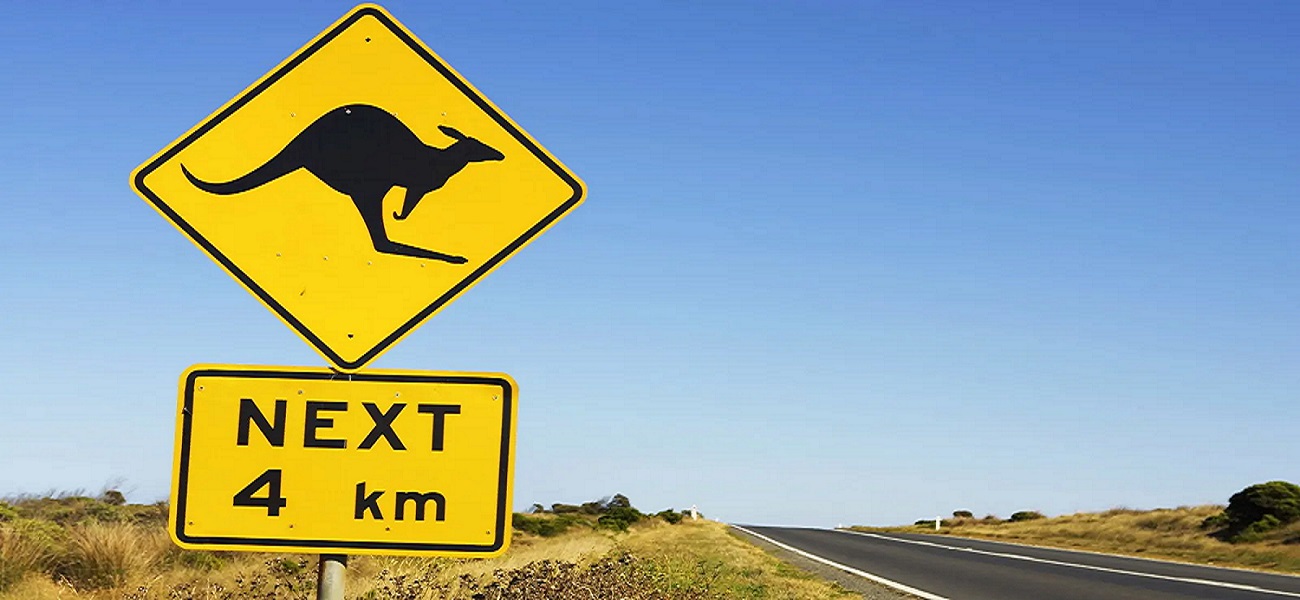 What should you do if you hit a kangaroo while driving?