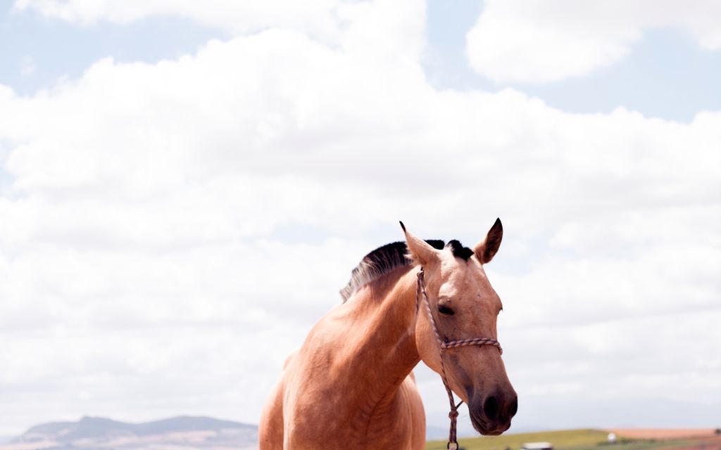 Horse Riding Lesson Prices