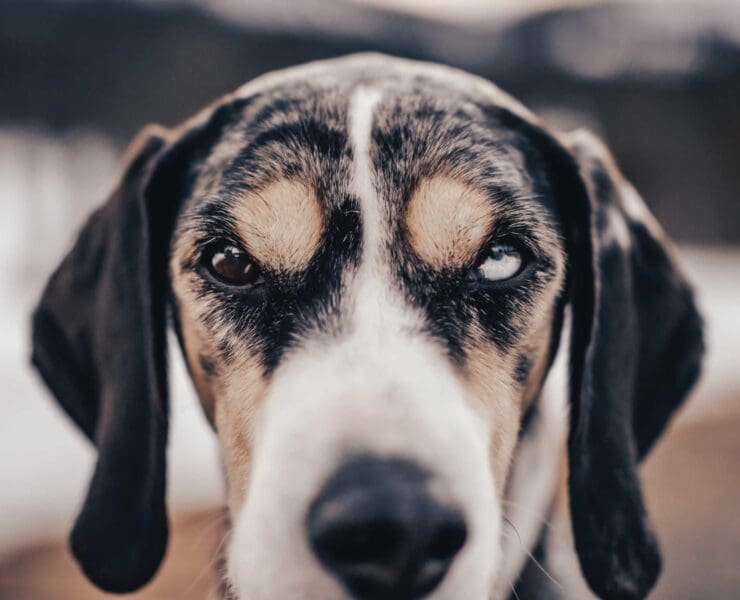 A Norwegian Harehound, called a Dunker, with multi colored eyes