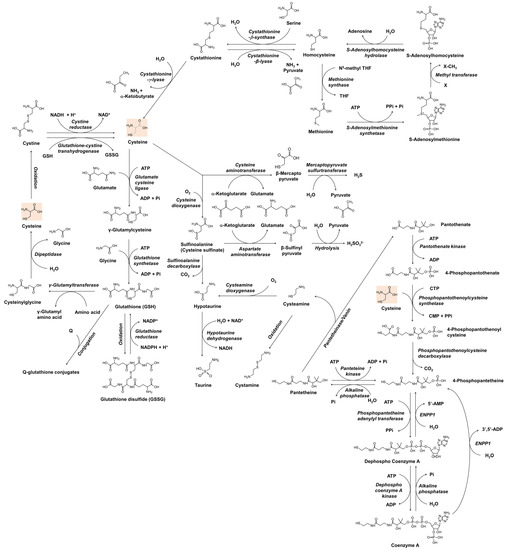 Antioxidants | Free Full-Text | Metabolic Basis and Clinical Evidence ...