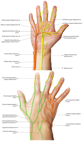 Diagnostics | Free Full-Text | Ultrasound Imaging and Guidance for ...