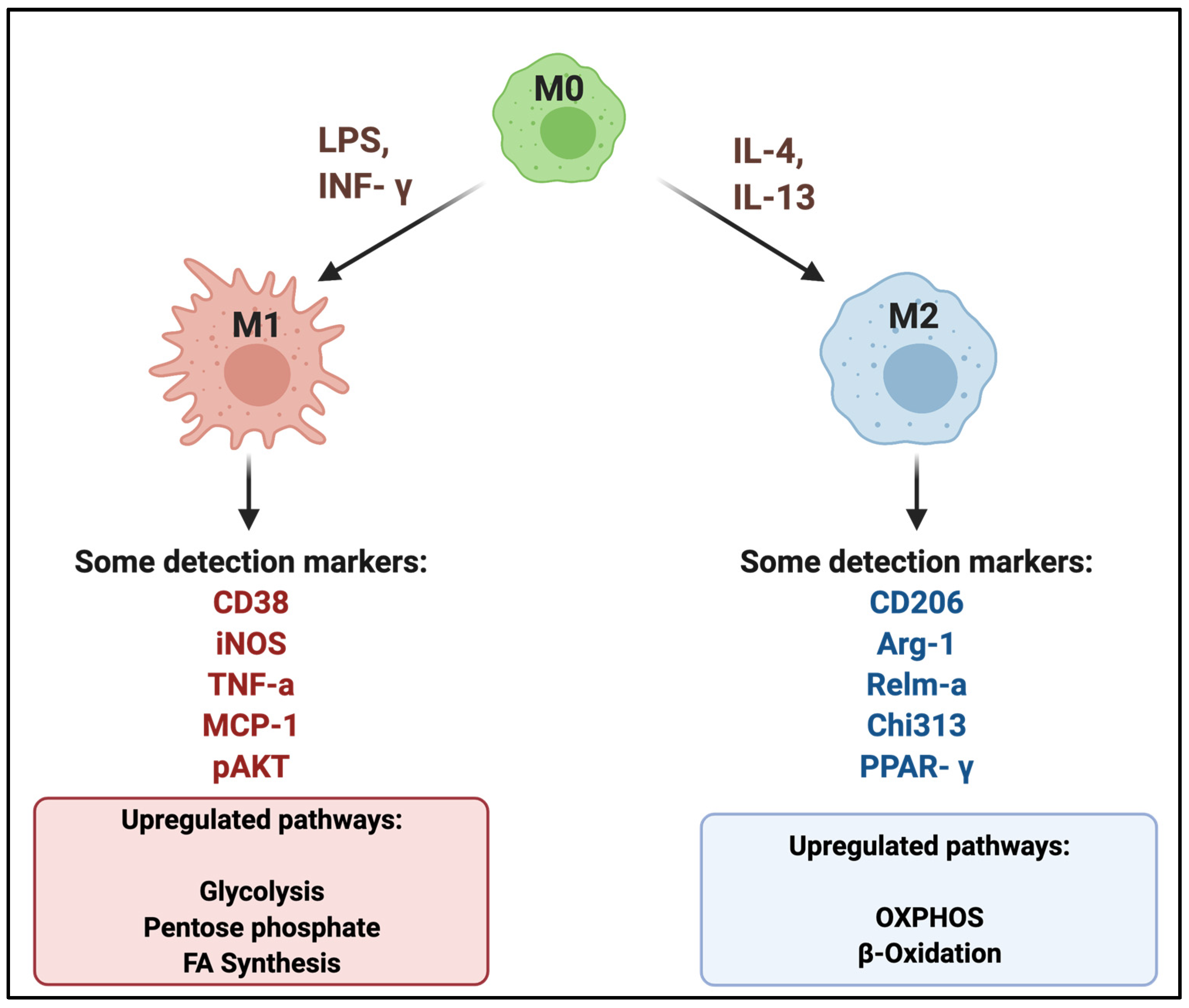 Genes | Free Full-Text | Macrophage Polarization in Atherosclerosis