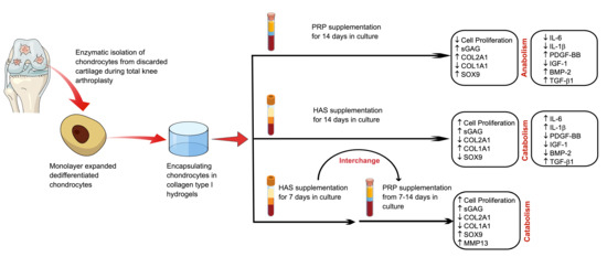 IJMS | Free Full-Text | Redifferentiation of Articular Chondrocytes by ...