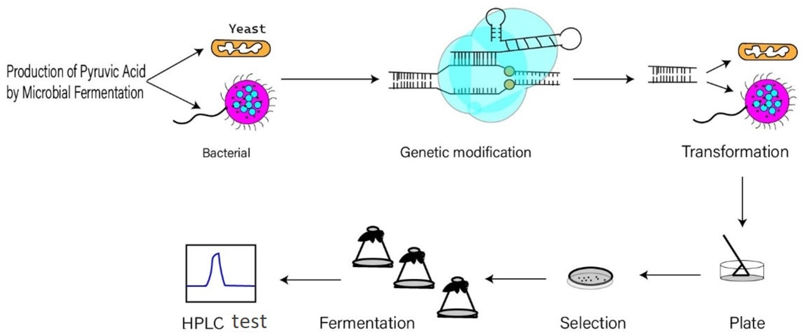 Microorganisms | Free Full-Text | The Production of Pyruvate in ...