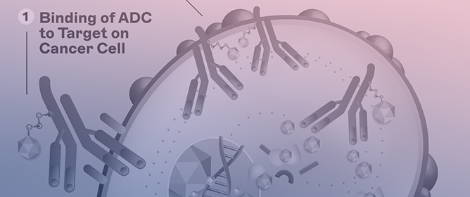 Next-Generation HER2-Targeted Antibody&ndash;Drug Conjugates in Breast Cancer