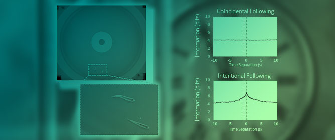 Probing Asymmetric Interactions with Time-Separated Mutual Information: A Case Study Using Golden Shiners