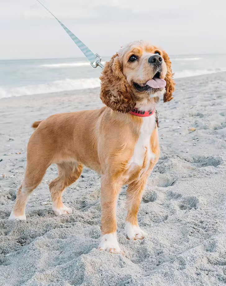 water dog breeds american water spaniel