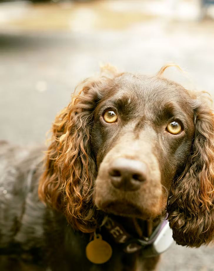 water dog breeds boykin spaniel