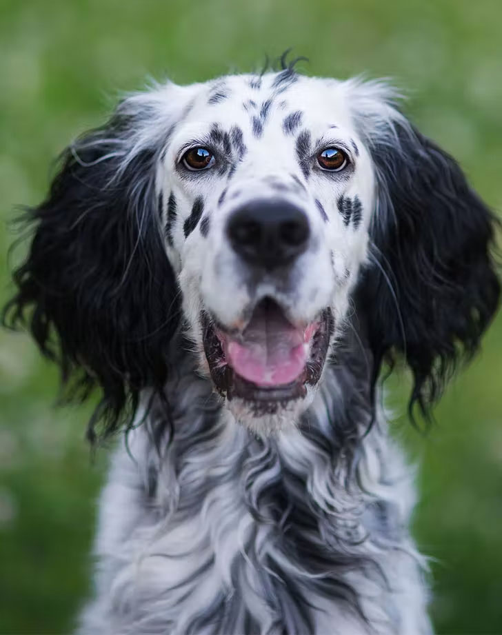 water dog breeds english setter