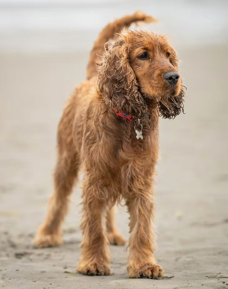 water dog breeds irish water spaniel