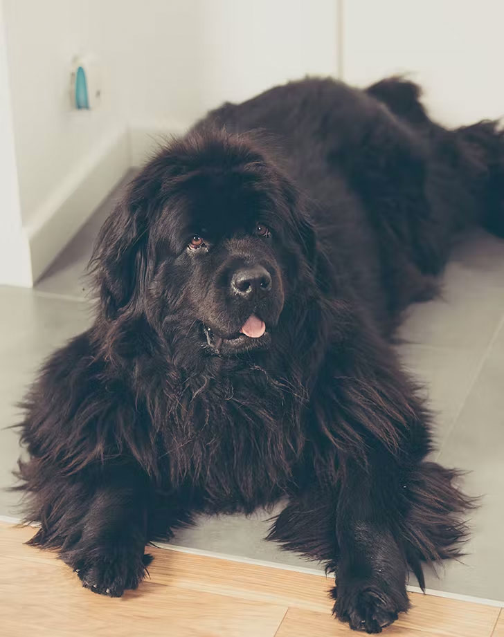 water dog breeds newfoundland