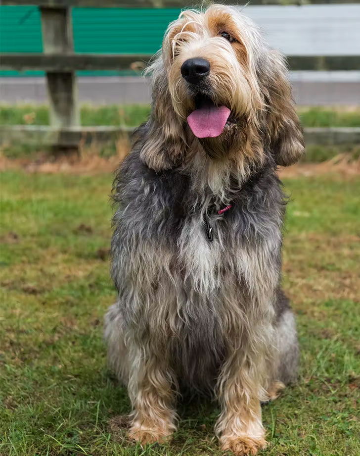 water dog breeds otterhound