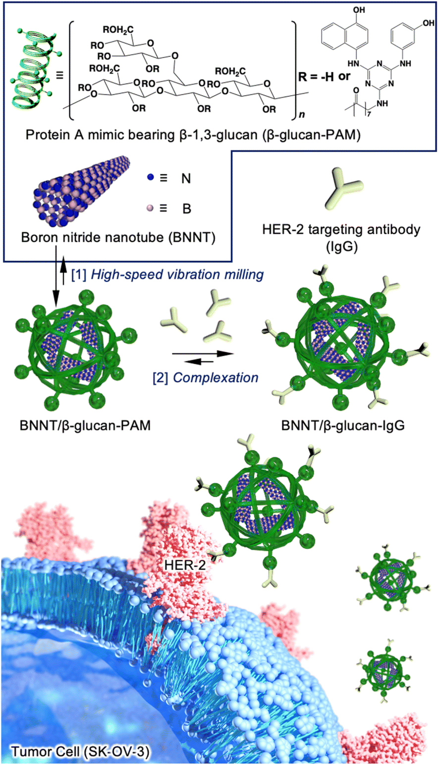 HER-2-targeted boron neutron capture therapy using an antibody ...