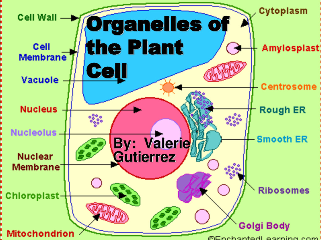 Which Organelles Are Found In Plant Cells But Not In Animal Cells ...