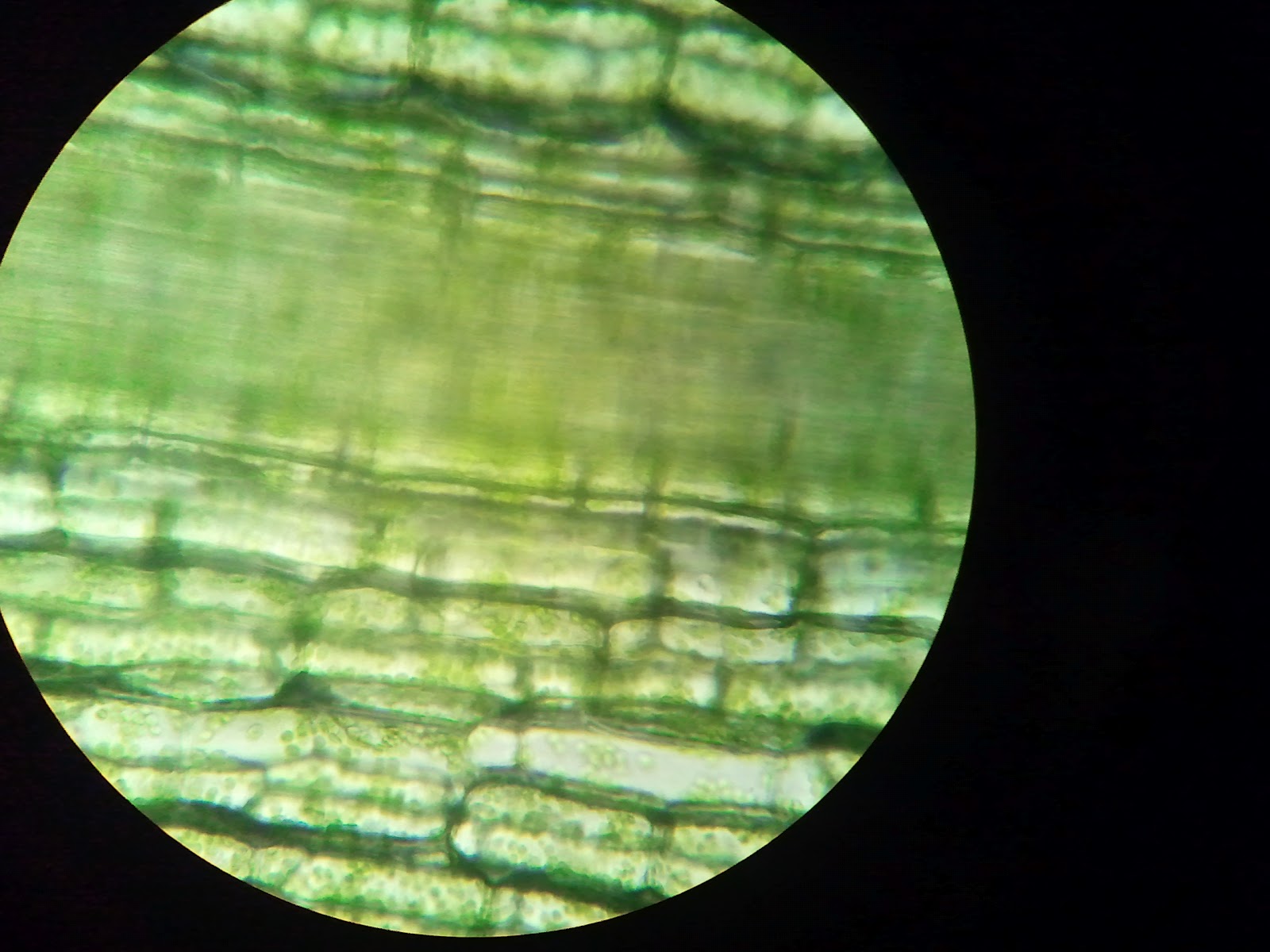 Hydrilla plant cells seen under a microscope : Biological Science