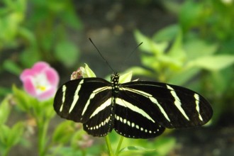 Zebra Longwing Butterfly Facts , 5 Zebra Longwing Butterfly Facts In Butterfly Category