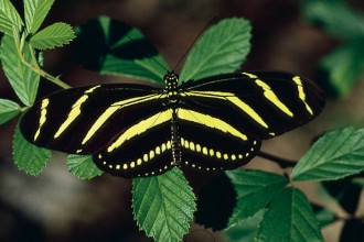 Zebra Longwing Butterfly Florida , 5 Zebra Longwing Butterfly Facts In Butterfly Category