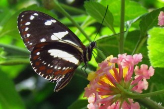 Zebra Longwing Butterfly Images , 5 Zebra Longwing Butterfly Facts In Butterfly Category